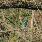 Eisvogel Schirnau