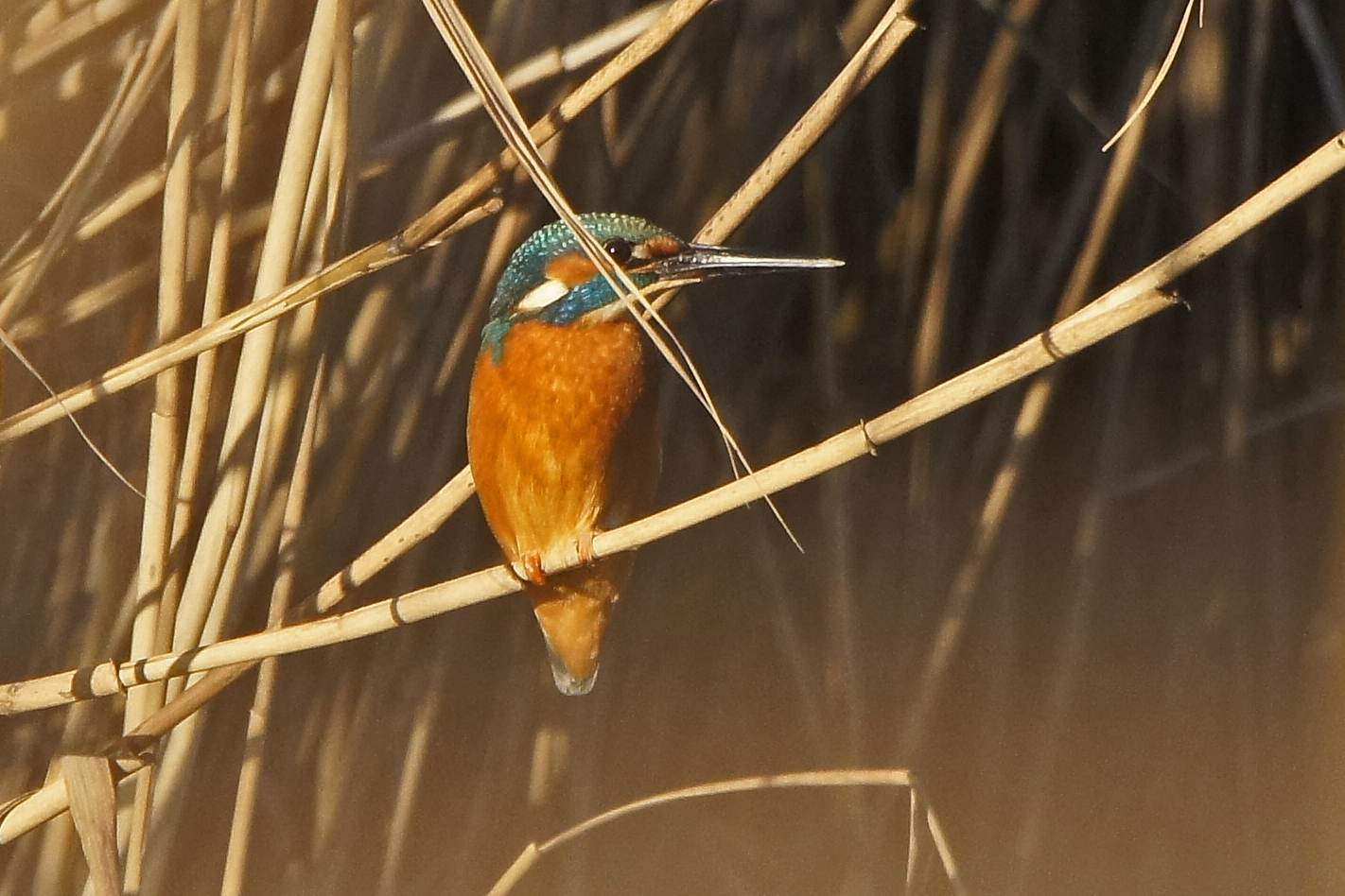 Eisvogel-Schnappschuss.....