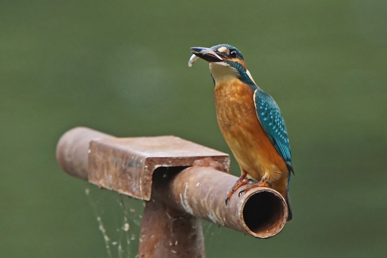 Eisvogel-Schnappschuss