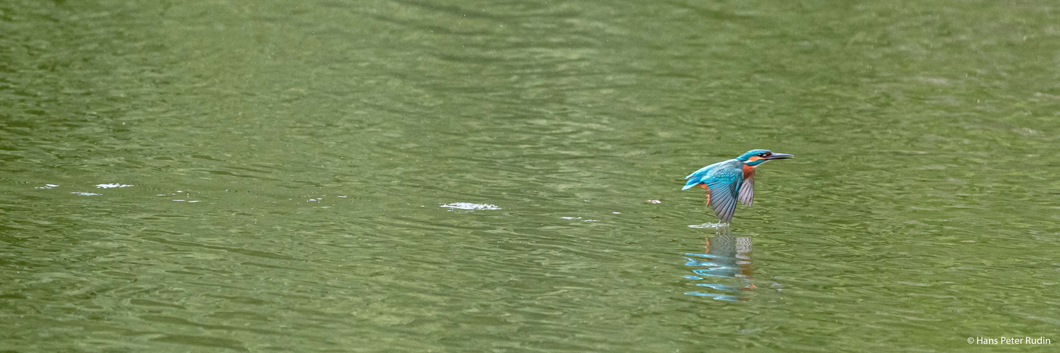 Eisvogel – Schön schnell!