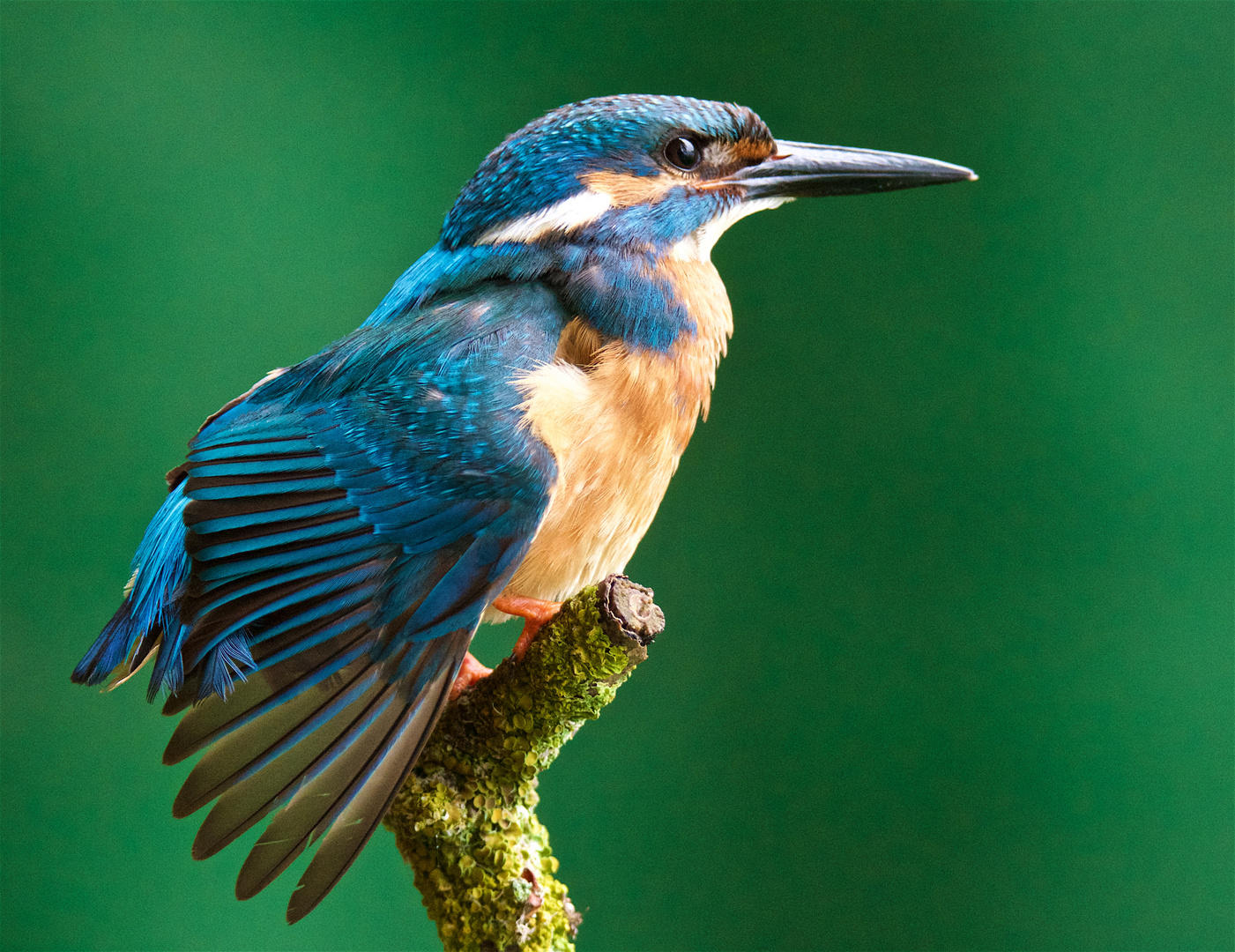 Eisvogel schüttelt den Regen aus dem Federkleid