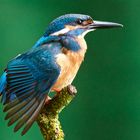 Eisvogel schüttelt den Regen aus dem Federkleid