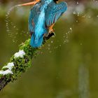 Eisvogel schüttelt sich