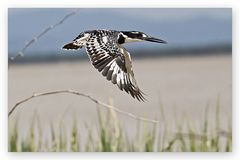 Eisvogel schwarz - weiß