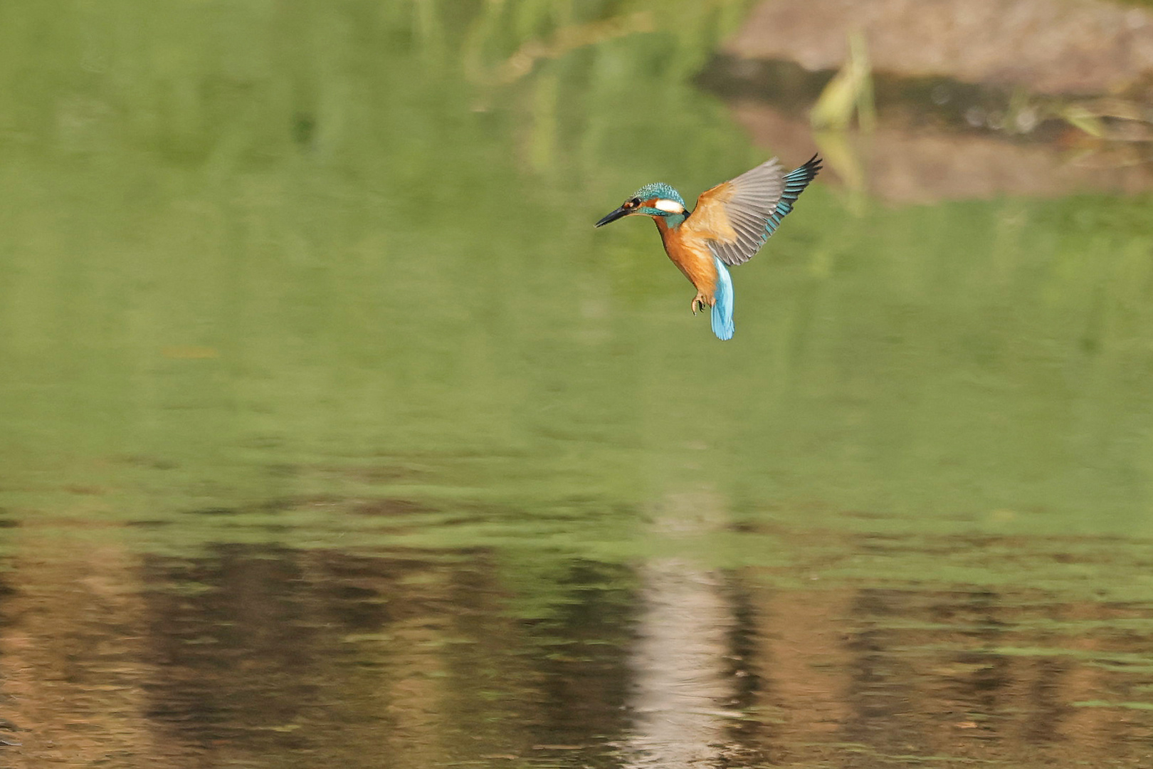 Eisvogel Schwebend über den Wasser