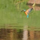 Eisvogel Schwebend über den Wasser