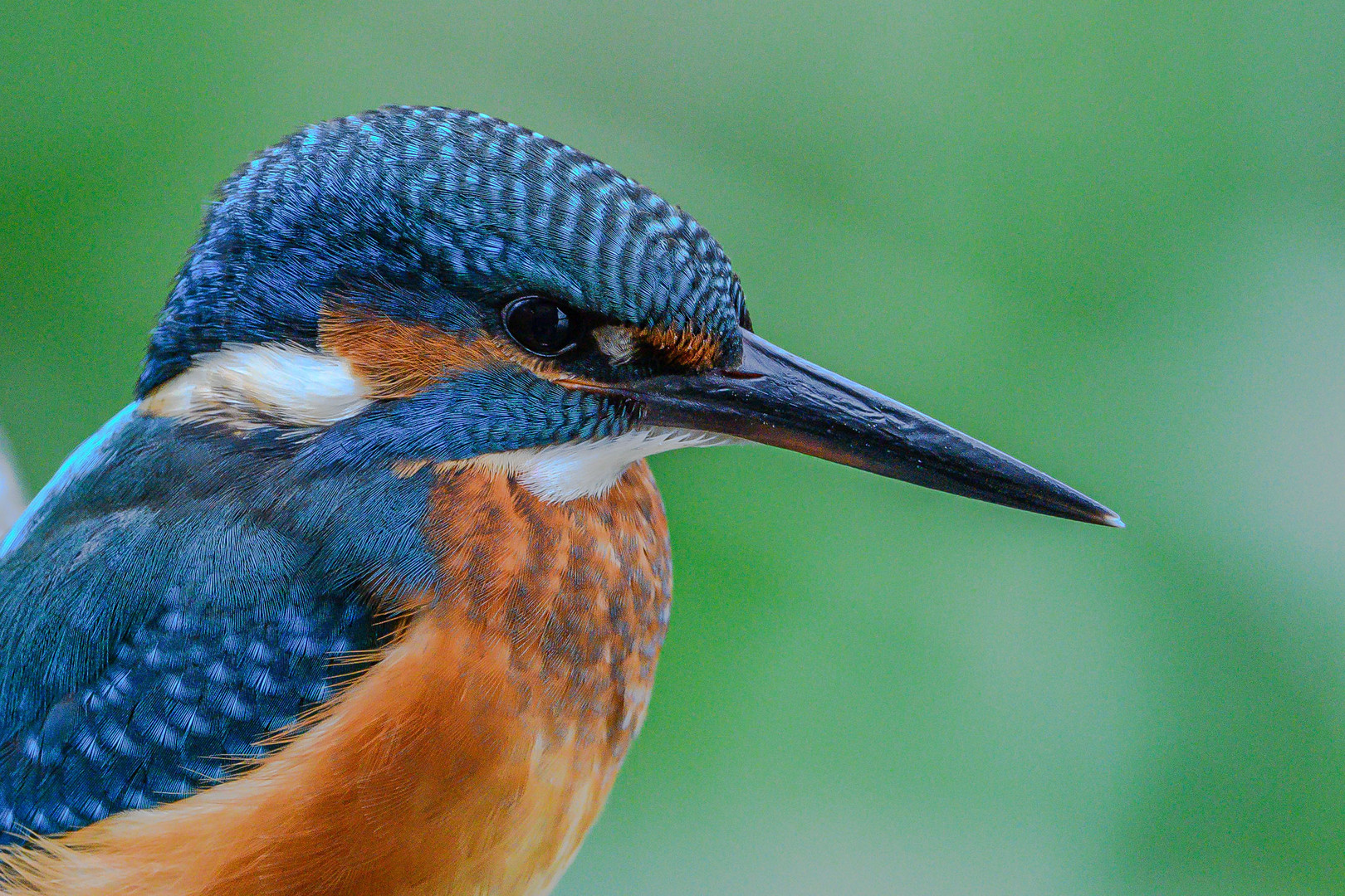 Eisvogel sehr nah