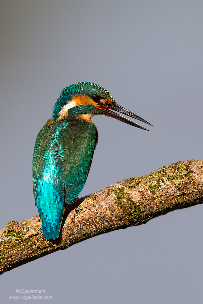 Eisvogel seit 10 Jahren ...