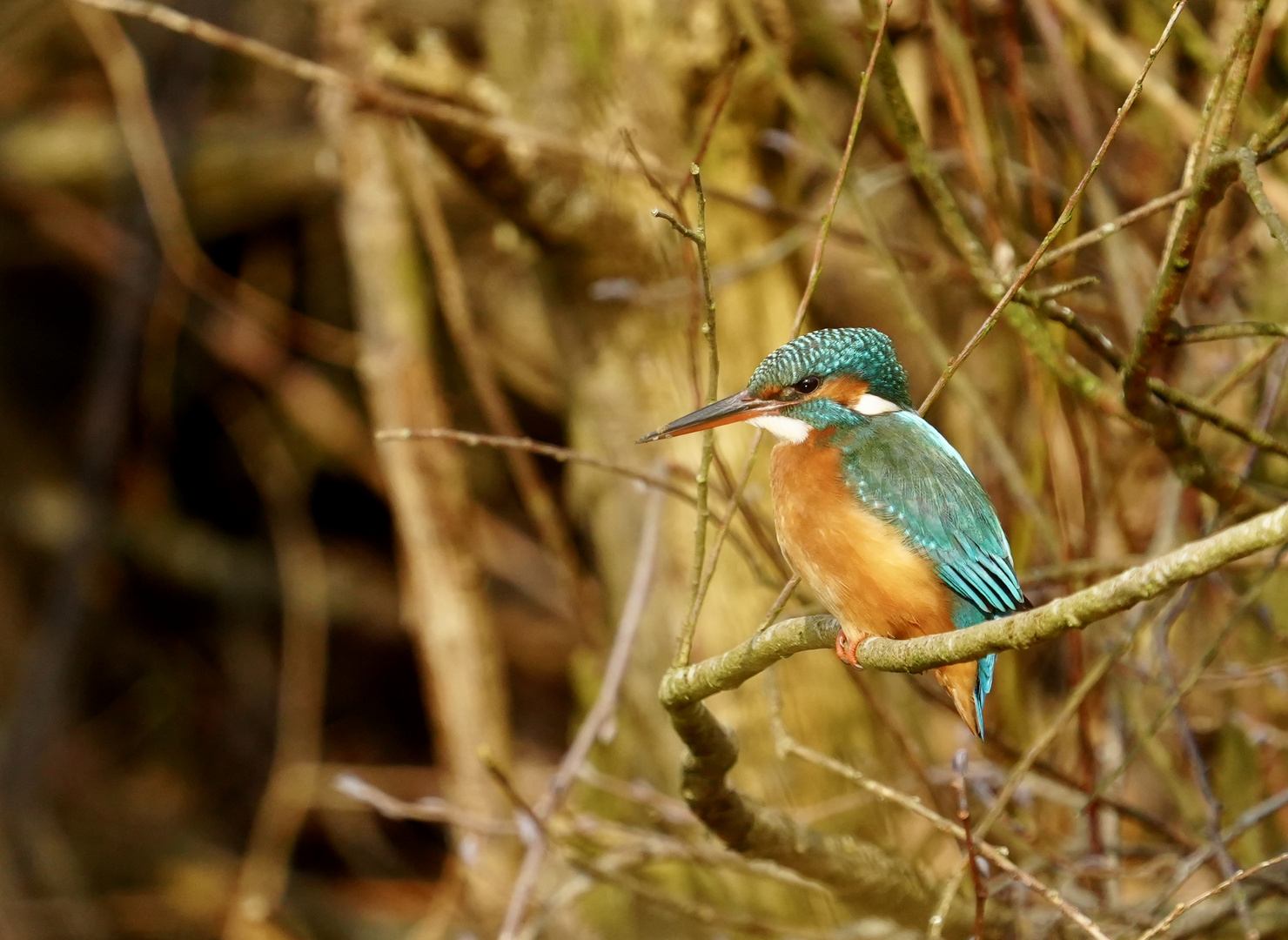 Eisvogel sitzend