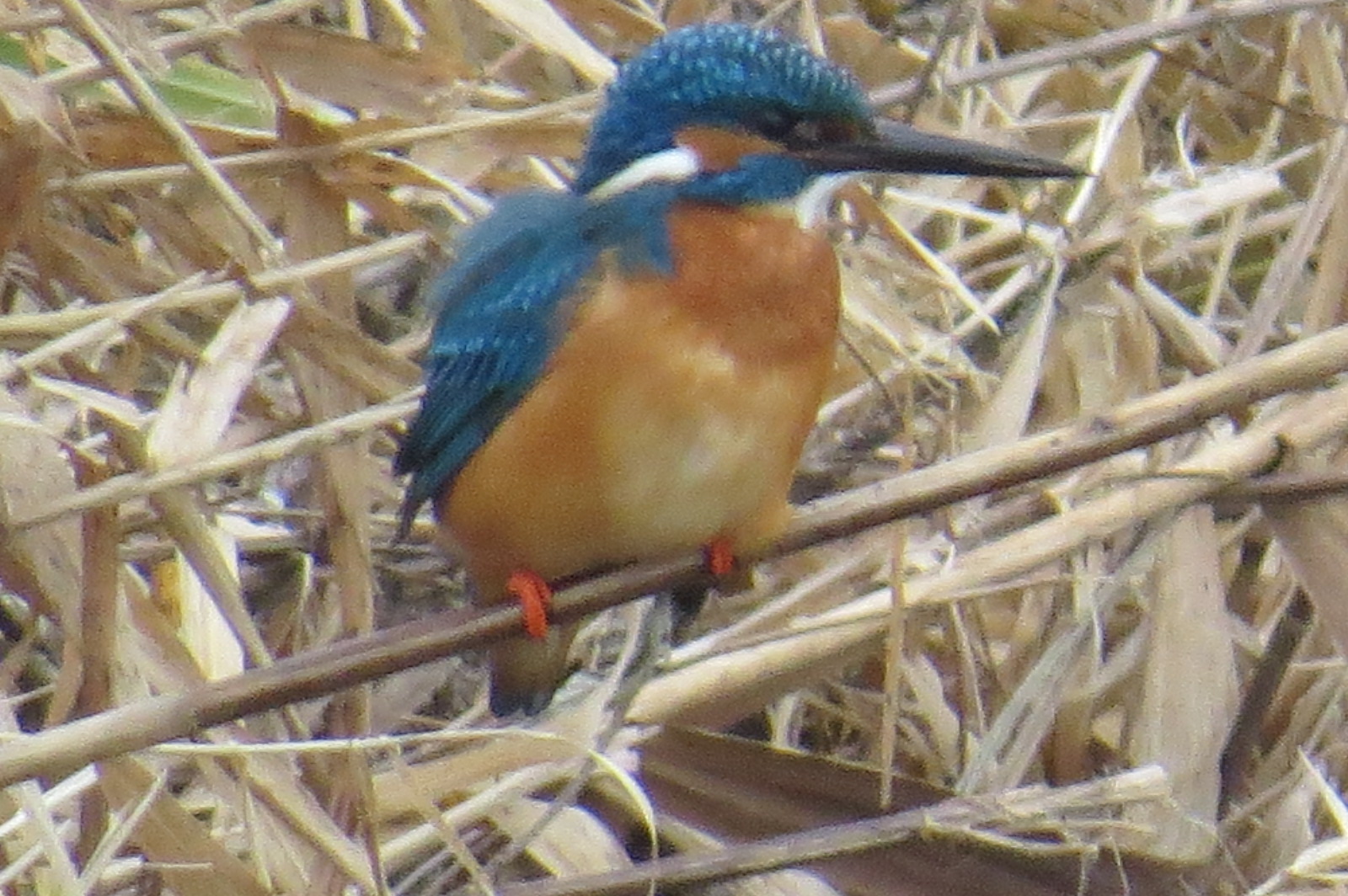 Eisvogel snapshot 