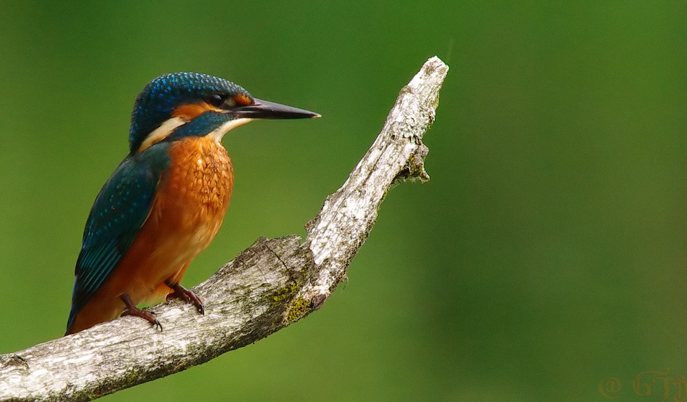 Eisvogel, so schön