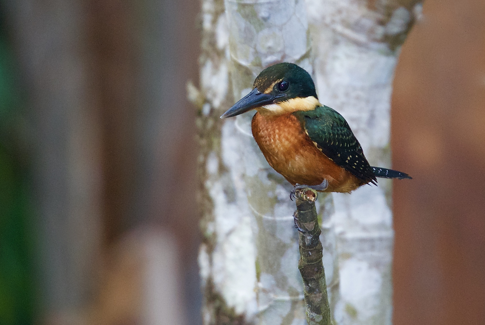 Eisvogel sp. aus dem Tieflandregenwald von Kolumbien