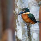 Eisvogel sp. aus dem Tieflandregenwald von Kolumbien