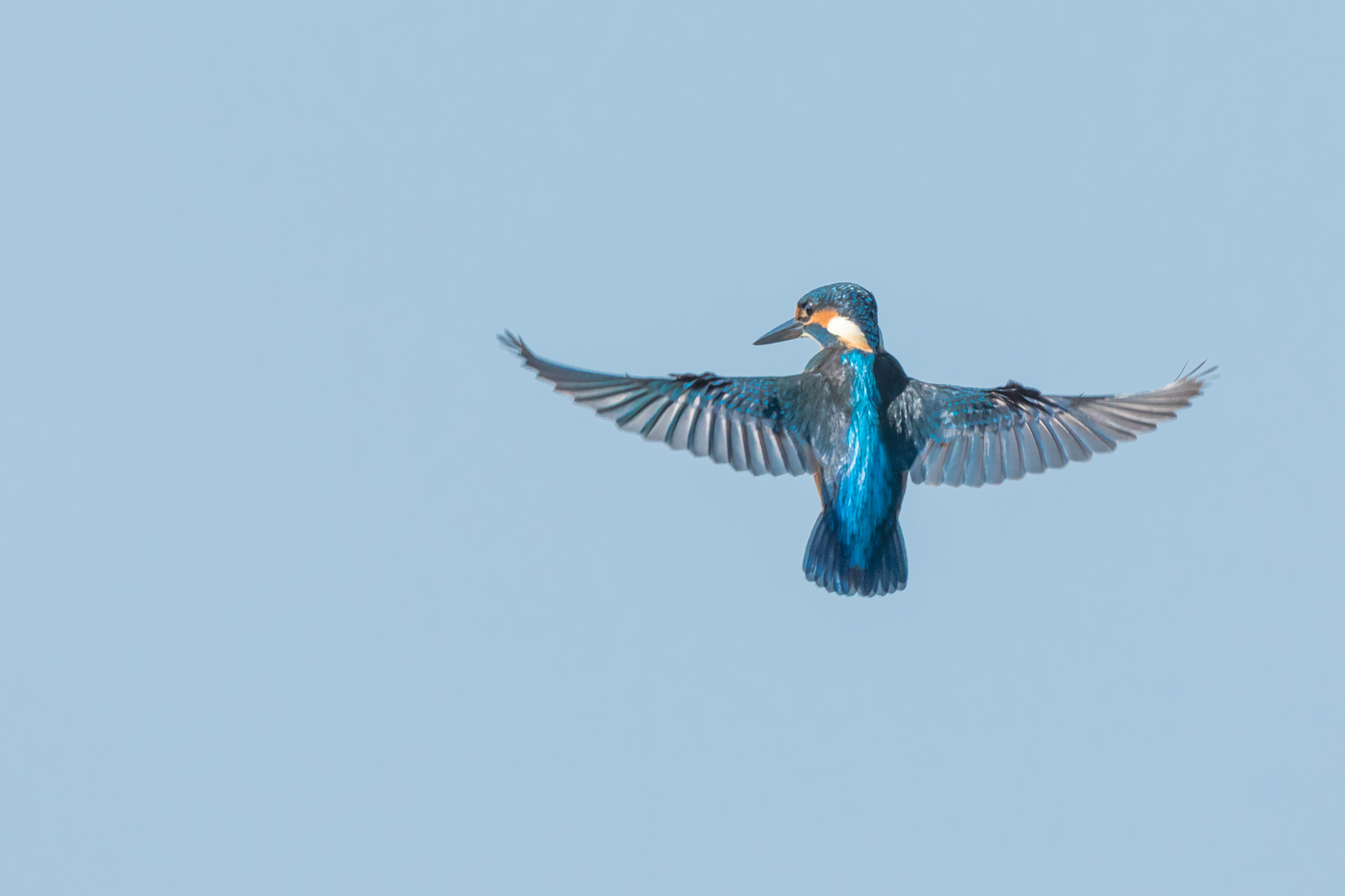 Eisvogel späht im Rüttelflug nach Beutefischen