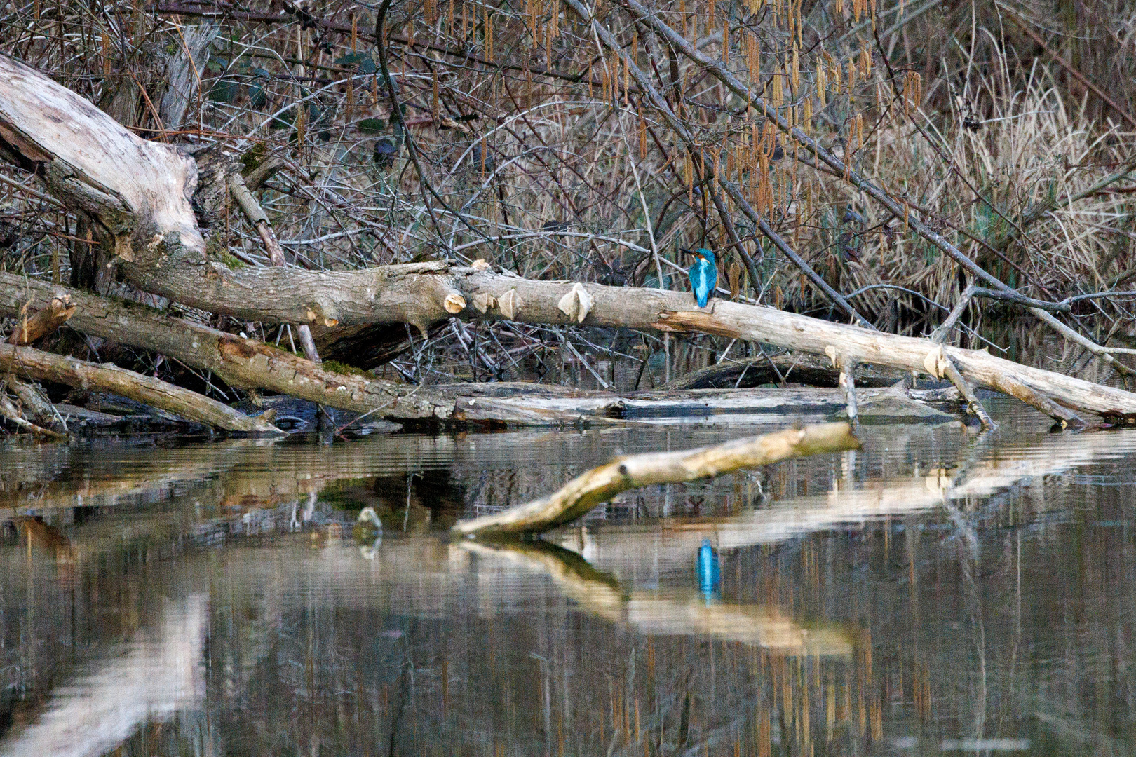 Eisvogel Spiegelbild 