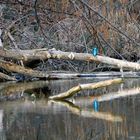 Eisvogel Spiegelbild 