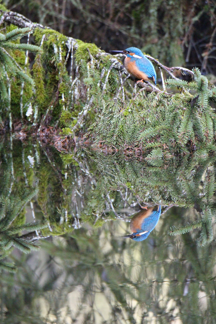 Eisvogel Spiegelbild