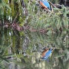 Eisvogel Spiegelbild