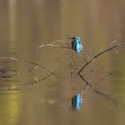 Eisvogel Spiegelung