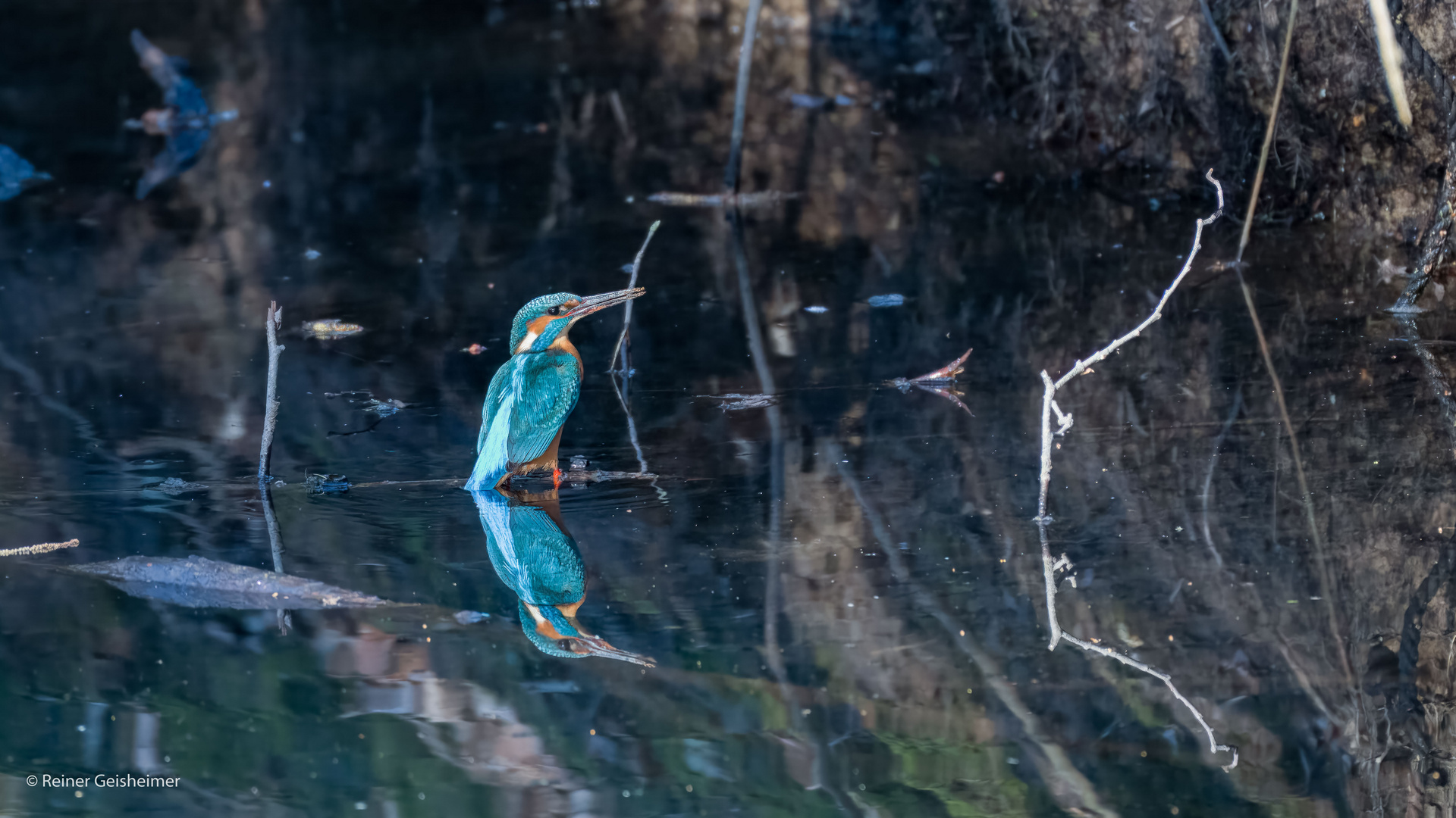 Eisvogel-Spiegelung