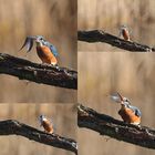 Eisvogel spielt mit Blatt