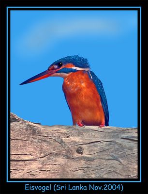 Eisvogel (Sri Lanka 2004)