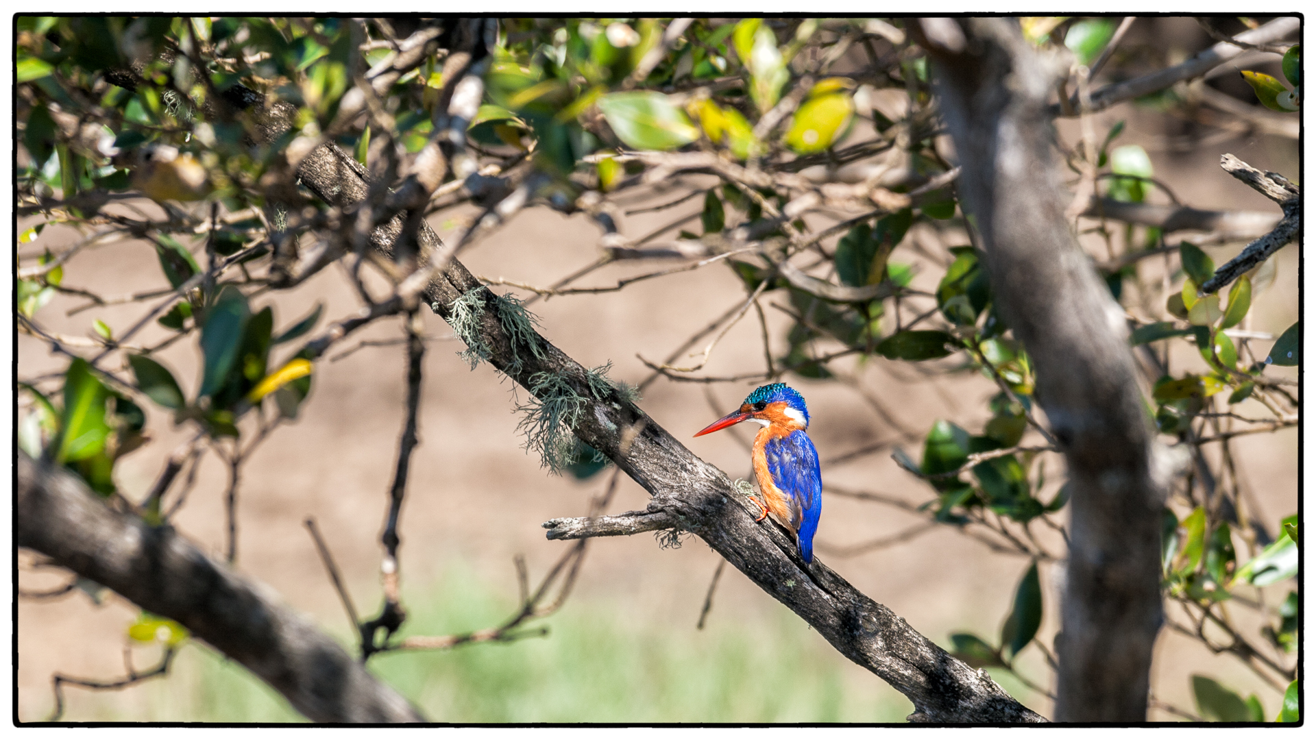 Eisvogel - St. Lucia Wetland