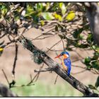 Eisvogel - St. Lucia Wetland