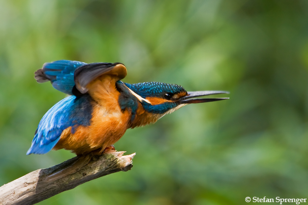 Eisvogel - Start frei !!!