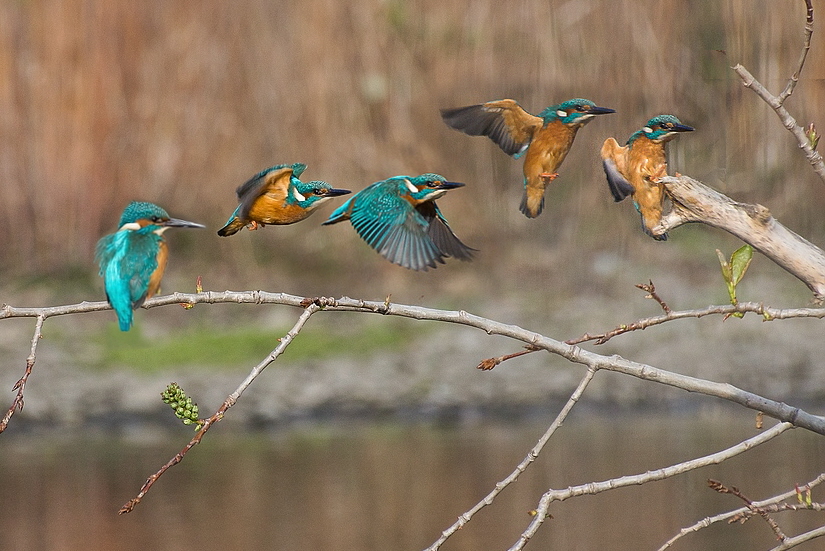 Eisvogel Start und Landung-Gimp