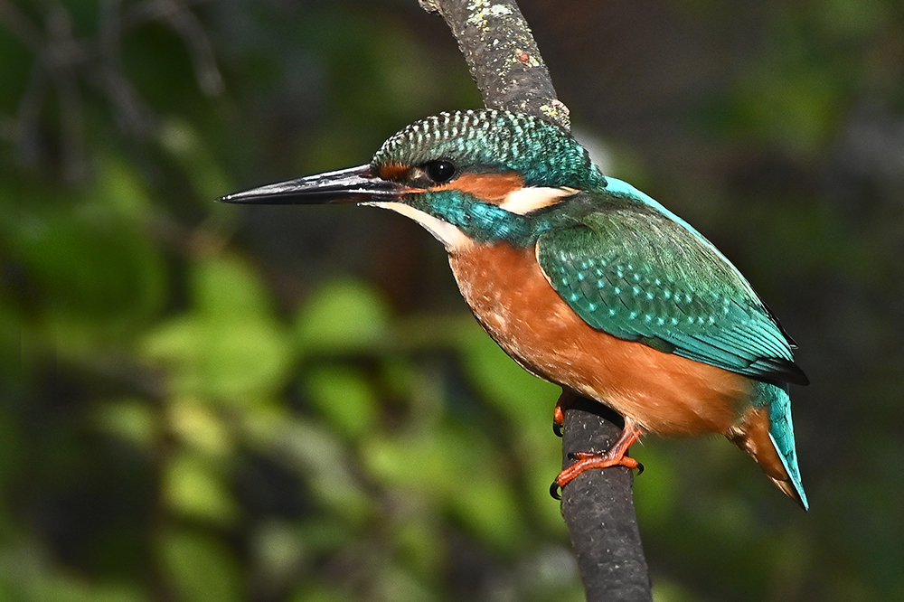 Eisvogel startbereit