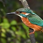 Eisvogel startbereit