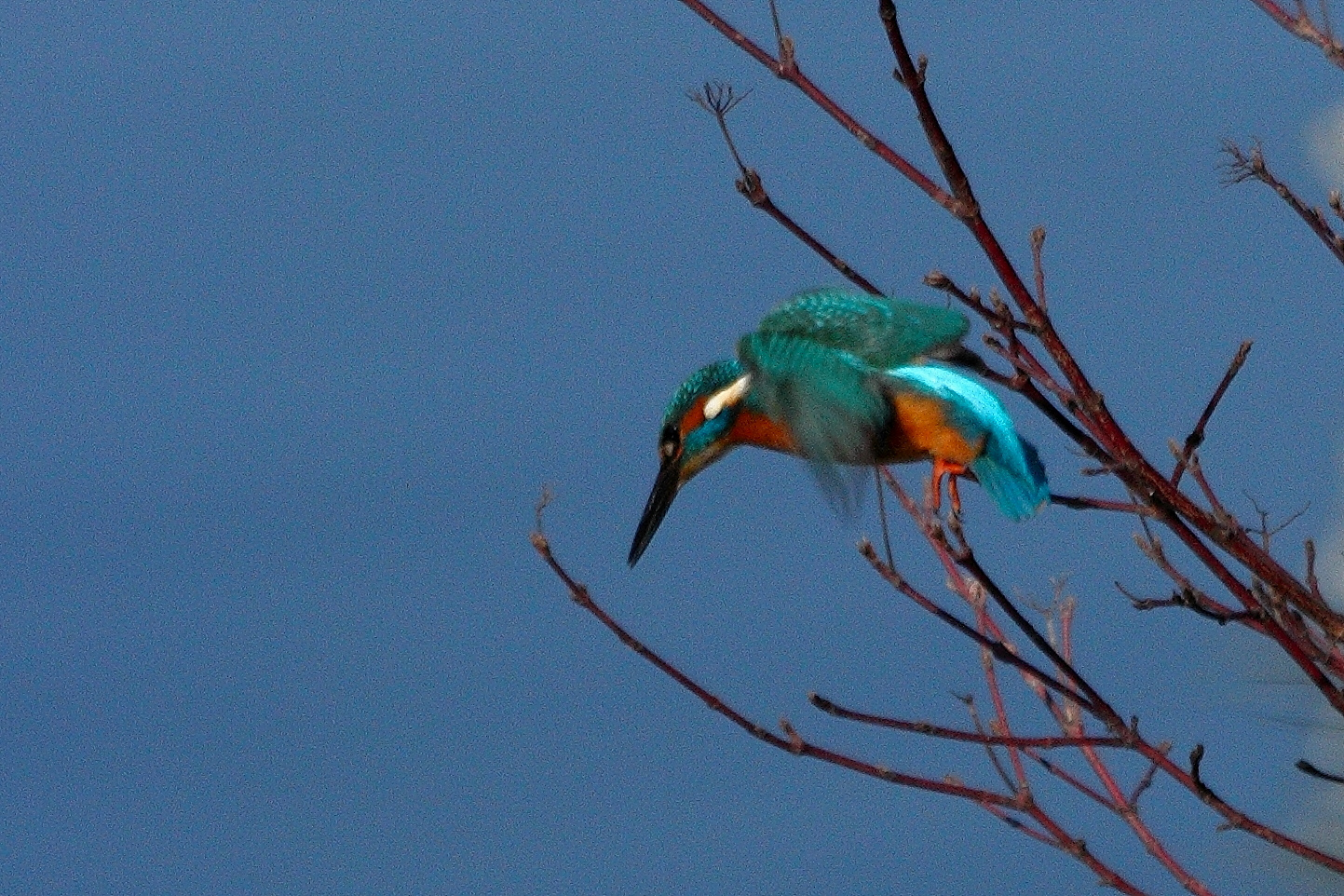 Eisvogel startet