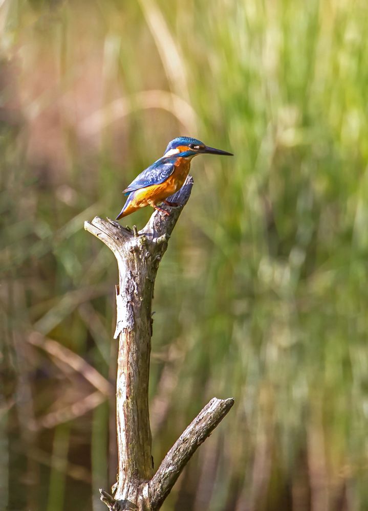 Eisvogel - Stecken