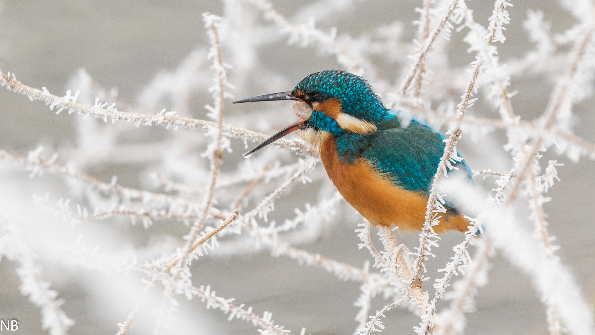 "Eisvogel stößt sein Gewölle raus 2024"