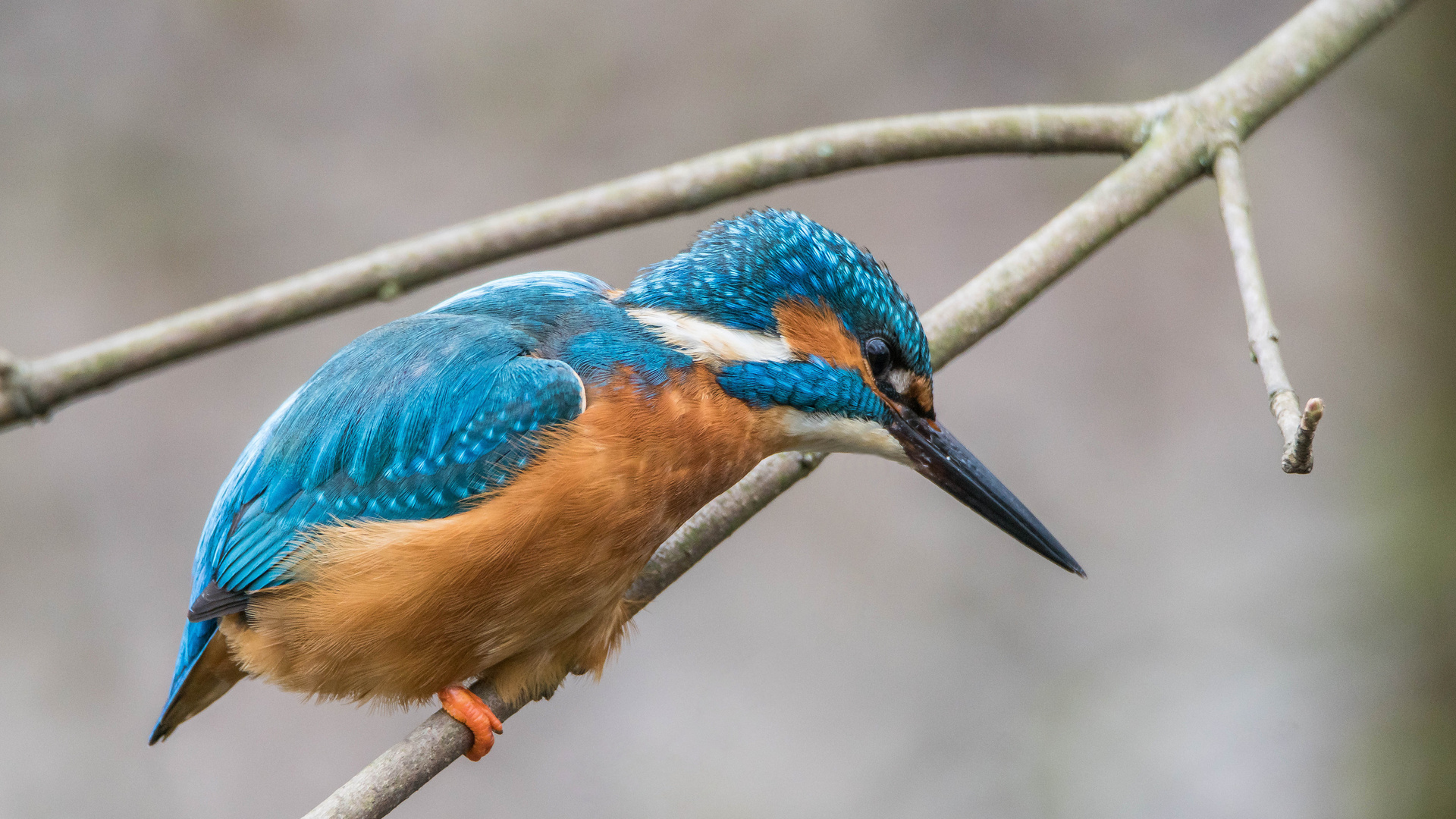 Eisvogel streckt sich