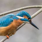 Eisvogel streckt sich