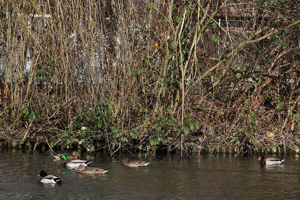 Eisvogel-Suchbild