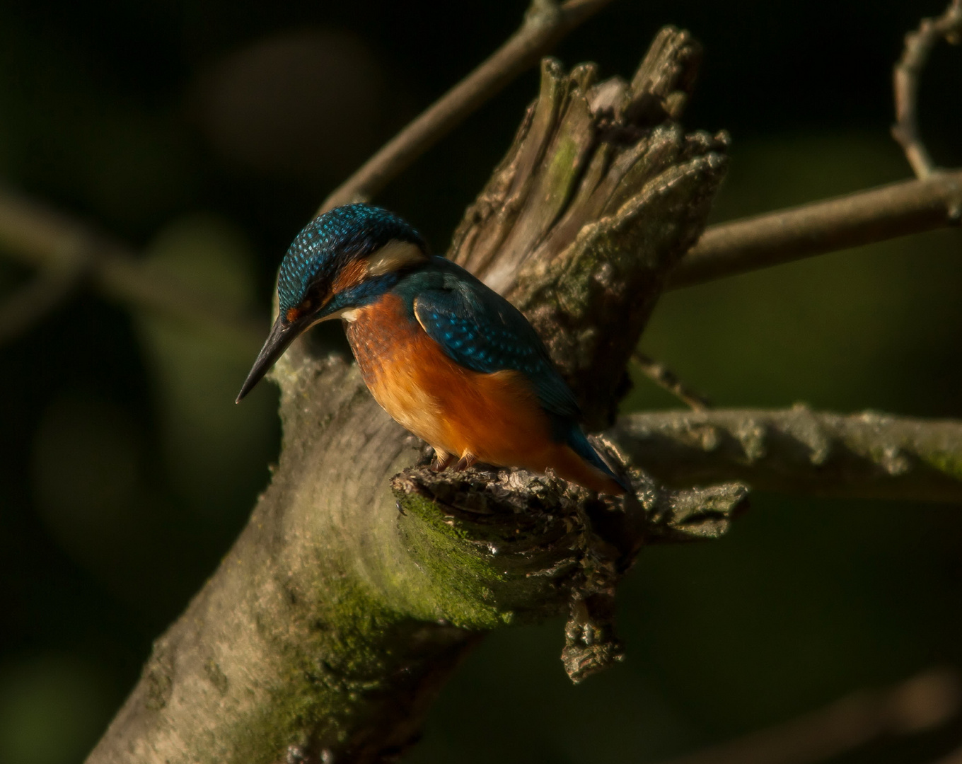 Eisvogel sucht