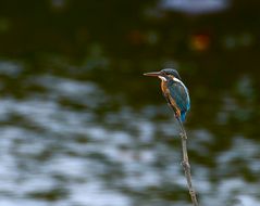 Eisvogel - Sungei Buloh Wetland Reserve / Singapur