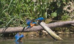 Eisvogel taucht ab