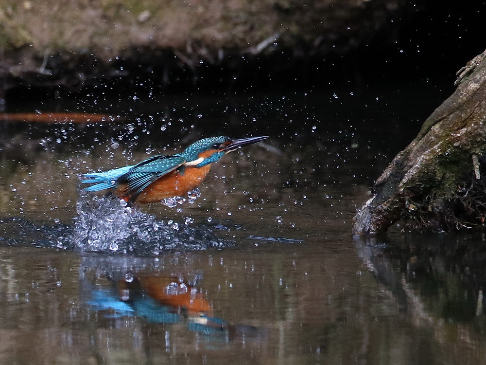 Eisvogel taucht auf