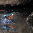 Eisvogel taucht auf