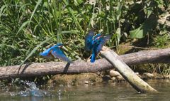 Eisvogel taucht auf