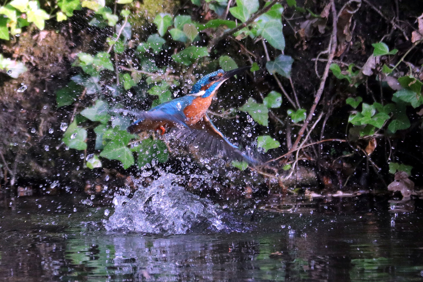 Eisvogel taucht auf