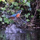 Eisvogel taucht auf