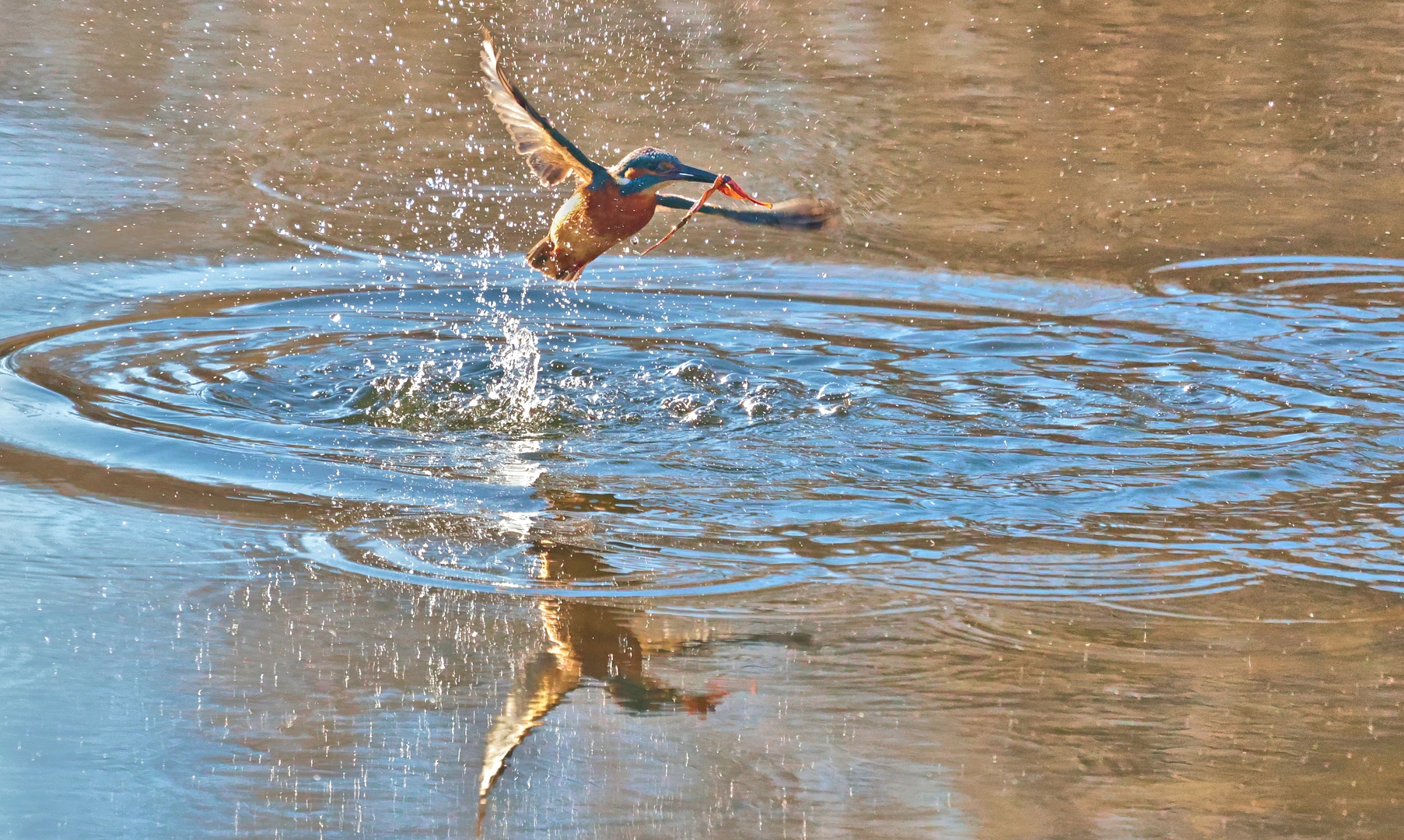 EISVOGEL TAUCHT AUF