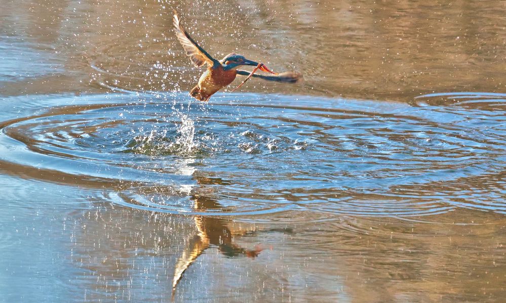 EISVOGEL TAUCHT AUF