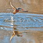 EISVOGEL TAUCHT AUF