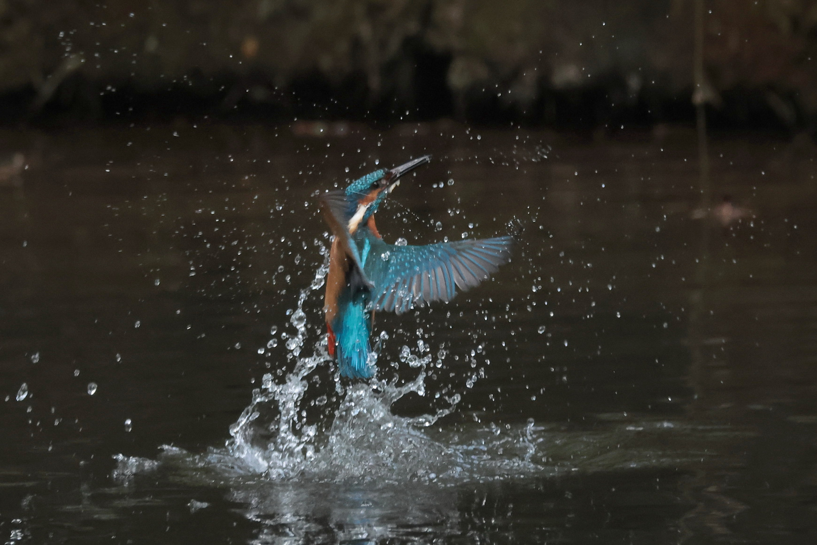 Eisvogel taucht nach dem Bade auf